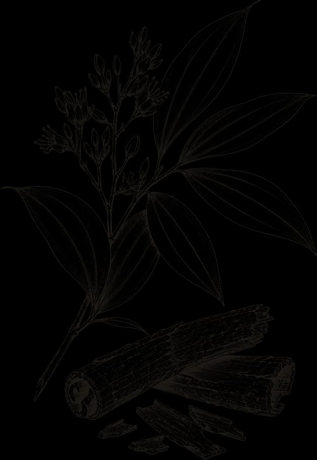 Kresba: Skořice cassia (Cinnamomum cassia)