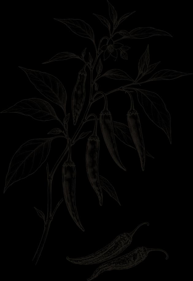 Kresba: Chilli (Capsicum annuum)