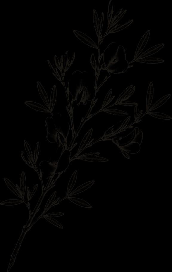Kresba: Honeybush (Cyclopia spp.)