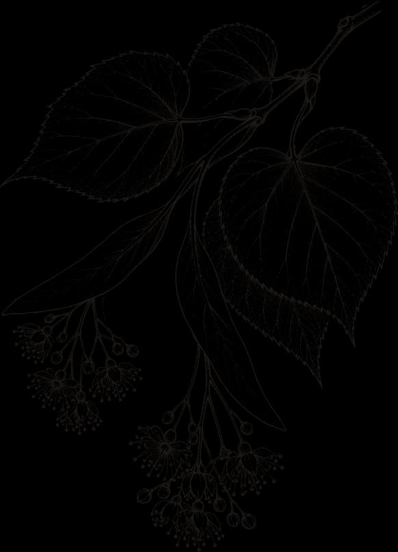 Kresba: Lípa (Tilia cordata)