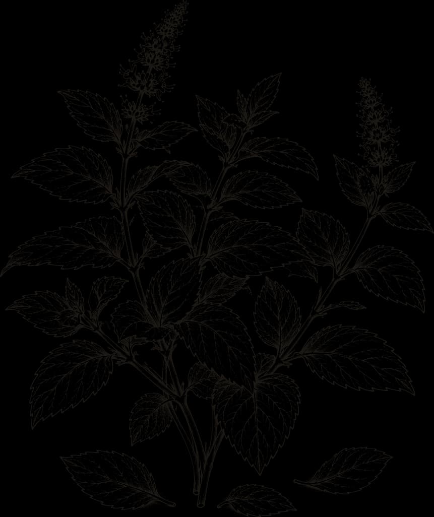 Kresba: Máta (Mentha × piperita)