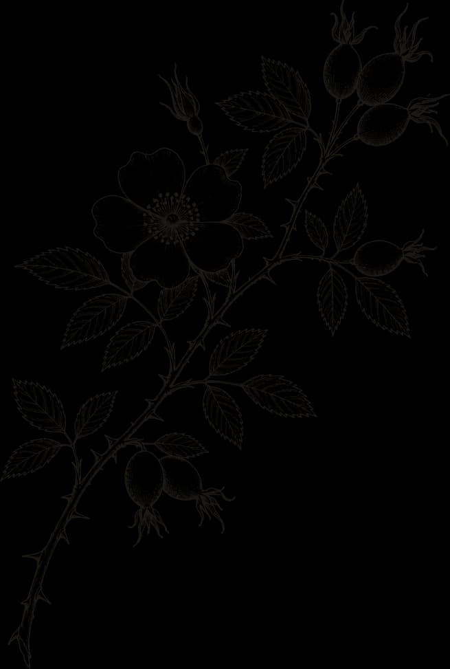 Kresba: Šípek (Rosa canina)